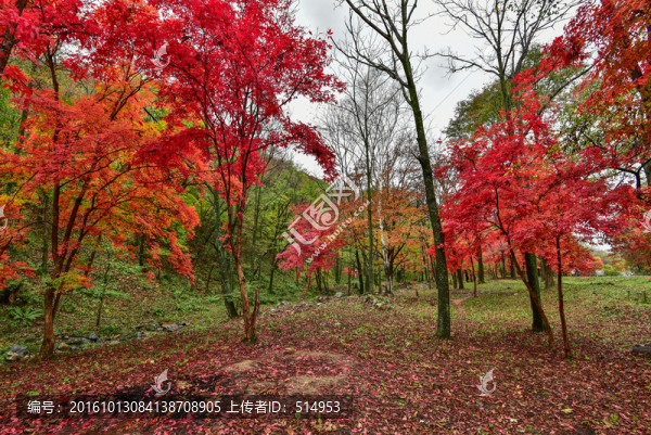 紅葉
