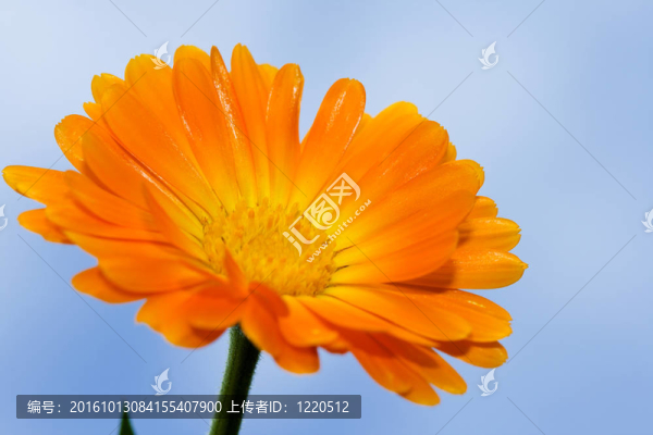 橙色的菊花，藍色的天空