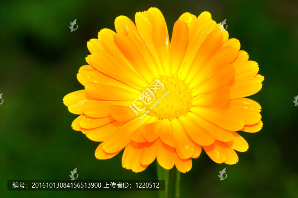 橙色非洲菊