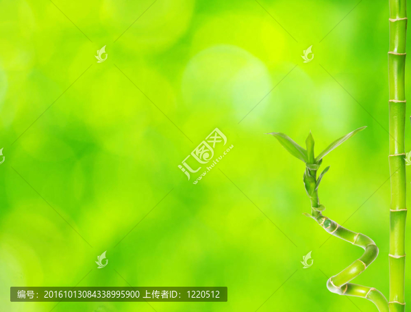 美麗的竹