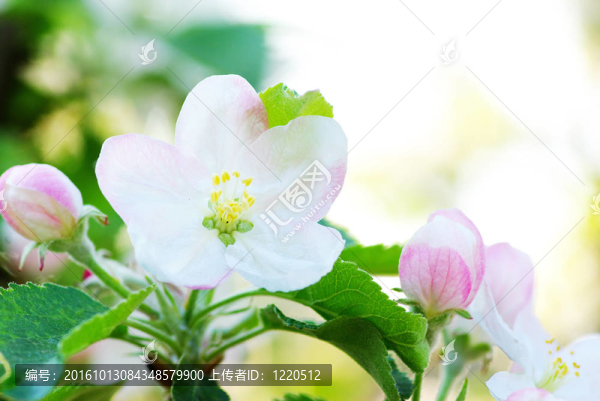 花