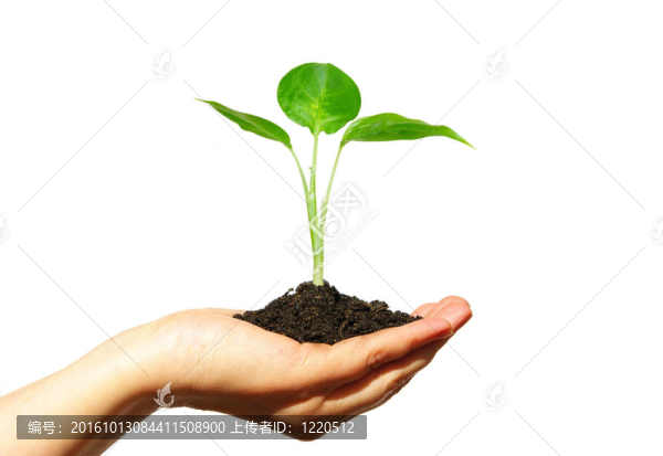 植物在手