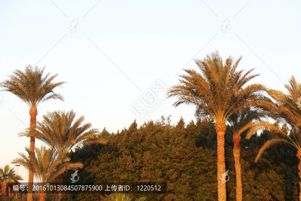 棕櫚樹(shù)