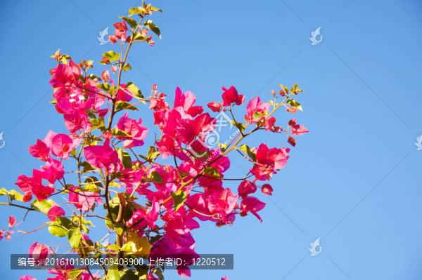 三角梅的花