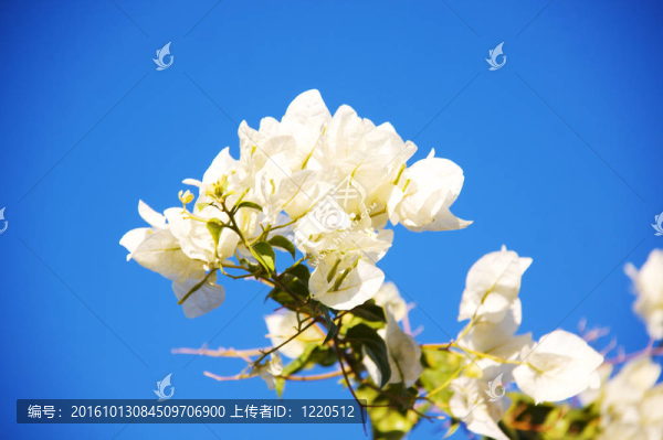 三角梅的花