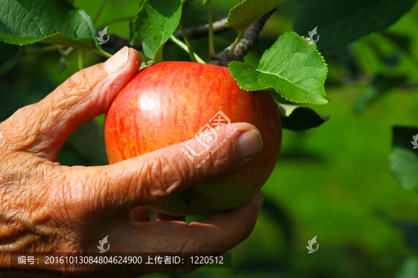 摘一個(gè)蘋果
