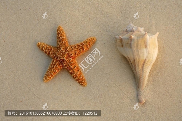 加勒比海灘沙貝殼和海星；紋理