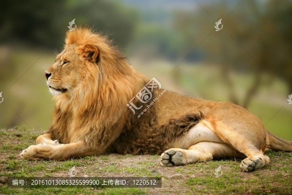 美麗的獅子野生動物肖像