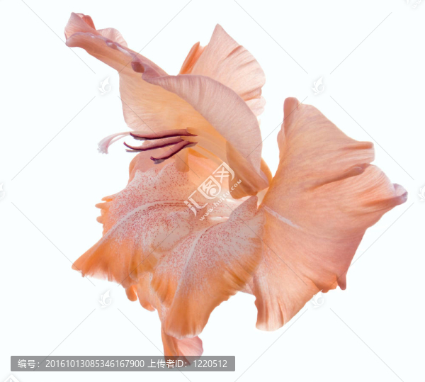 唐菖蒲