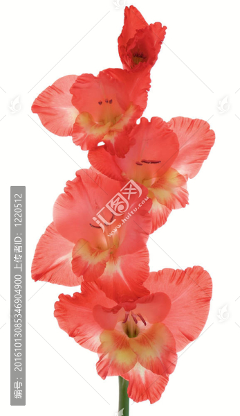 唐菖蒲