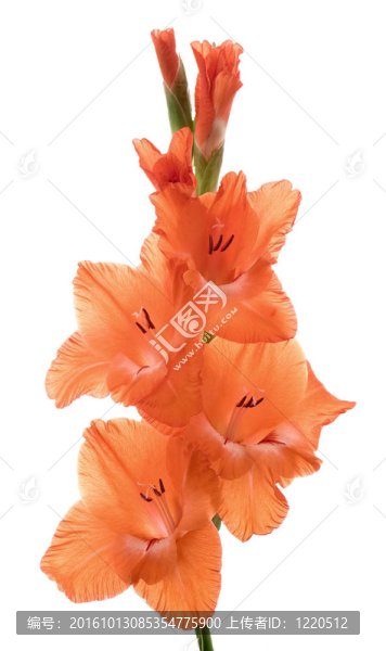 唐菖蒲