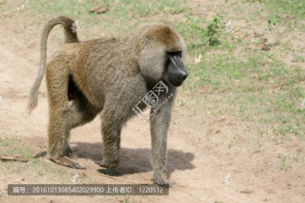 狒狒-坦桑尼亞；非洲