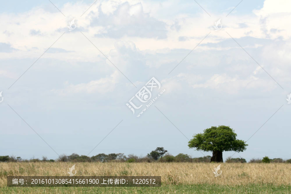 Safari的景觀。坦桑尼亞；非洲