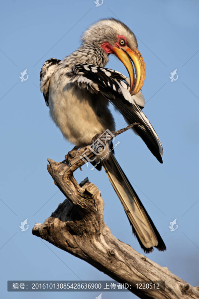 黃嘴犀鳥