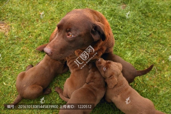 棕色拉布拉多犬窩幼崽