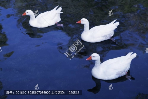 藍(lán)湖上空的野鴨鳥瞰