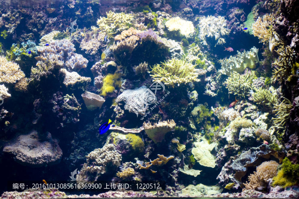 水下景觀與魚類