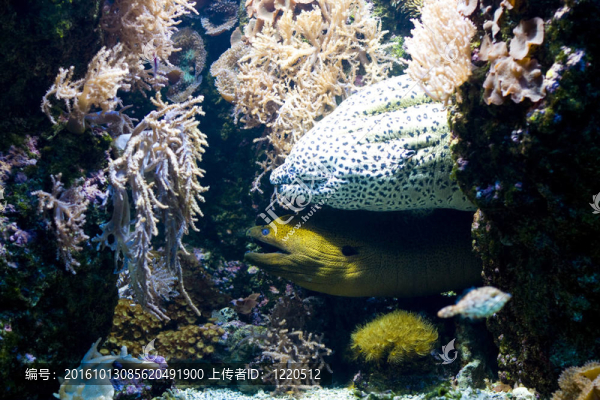 魚類水下景觀