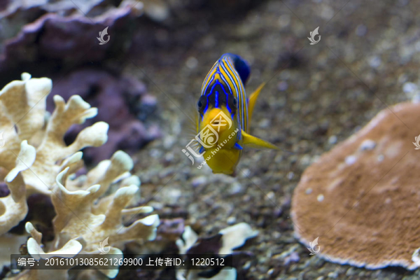 魚類水下景觀