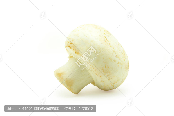 蘑菇