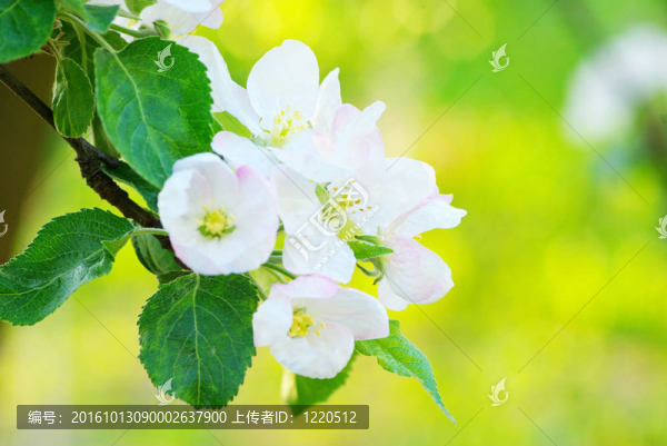 蘋果樹開花