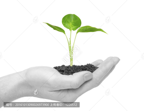 植物在手