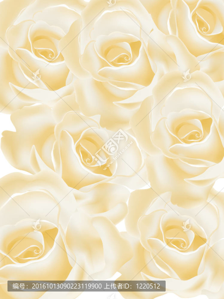 玫瑰