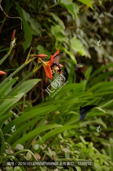 蝴蝶-匯圖網(wǎng) www.fosd68.com 蝴蝶