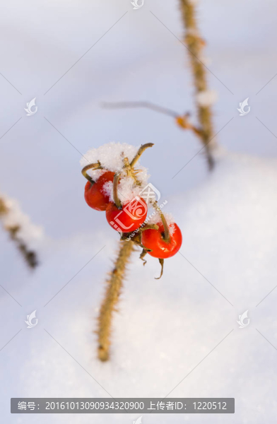 在冬季，犬薔薇