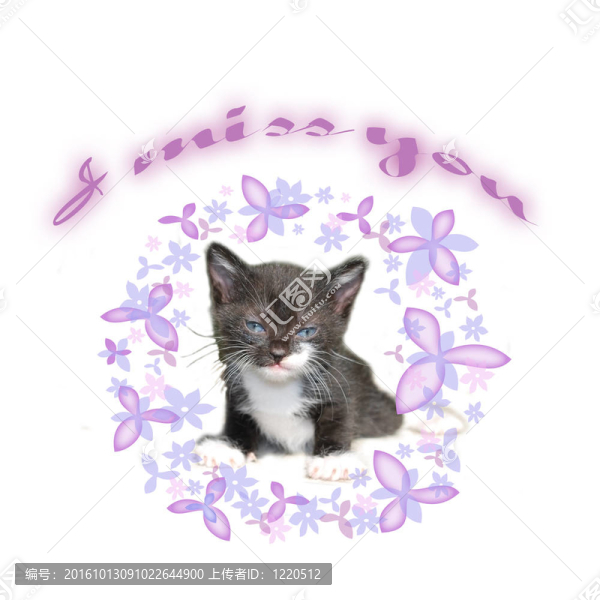貓