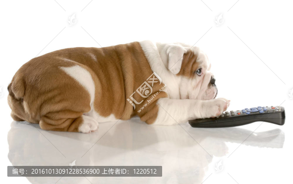 狗與遠程控制-英國斗牛犬九周齡