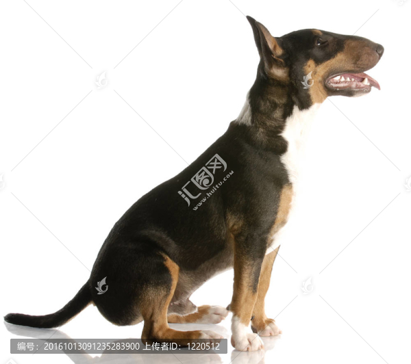 快樂三色犬在白色背景上的反射坐