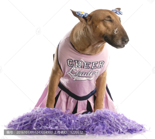 斗牛犬裝扮成白色背景啦啦隊長
