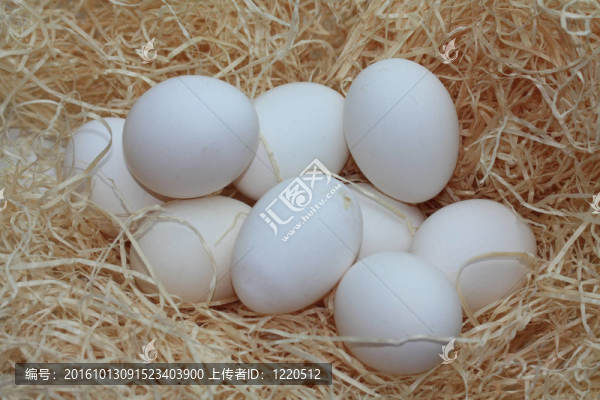 一群白蛋