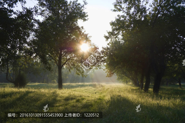 伊甸園中的蘋果園