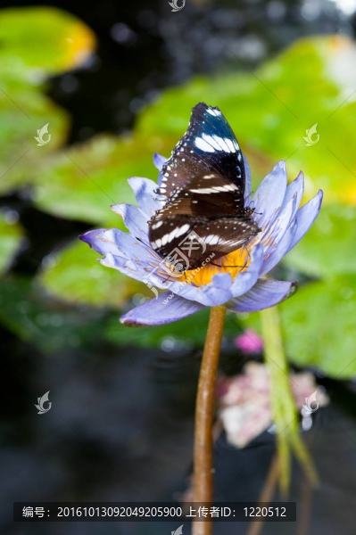 butterfly9