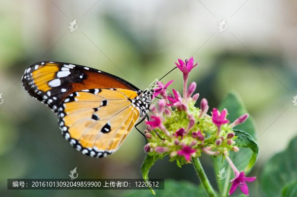 butterfly7