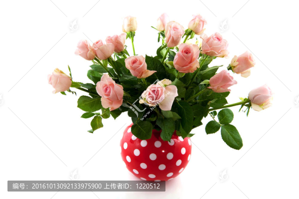 粉薔薇