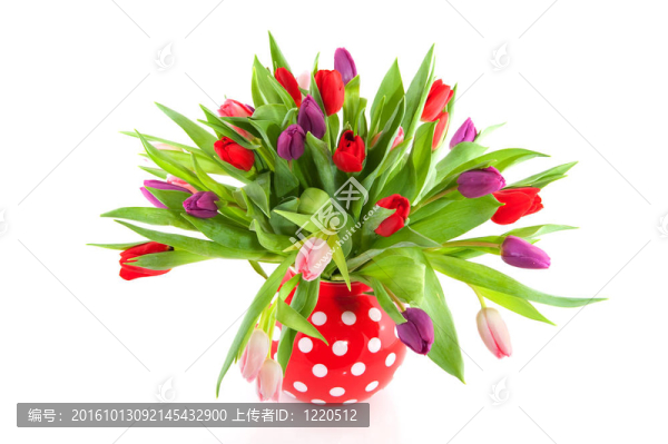 彩色郁金香在紅色花瓶
