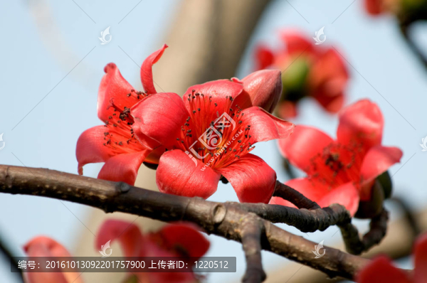 花朵的木棉