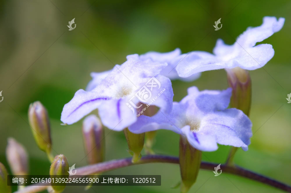 粉紅色的小花