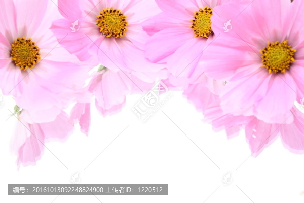 大波斯菊的花朵