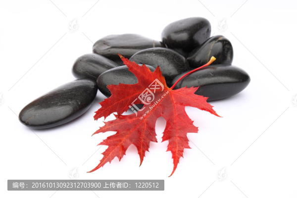 紅色的葉子