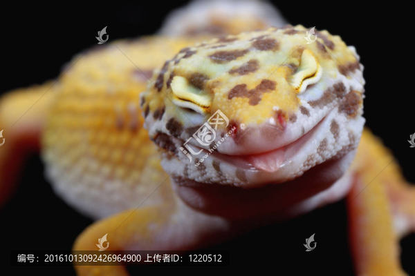 豹紋守宮