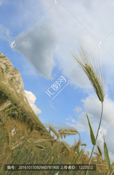 麥田