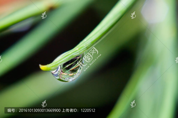 在草地上的雨滴