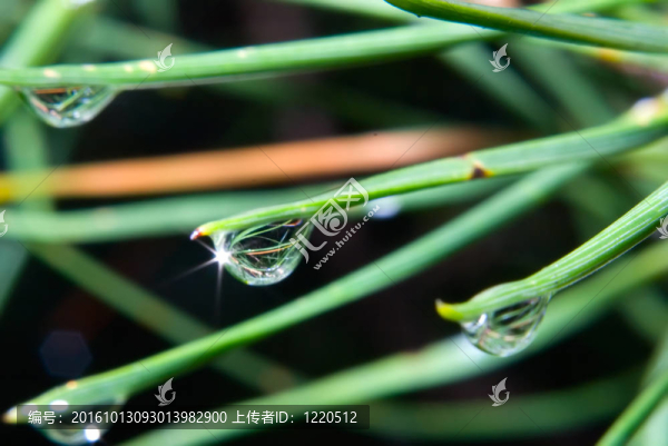 草中的雨滴