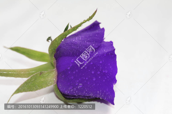 水滴的玫瑰