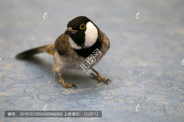 地面上的夜鶯