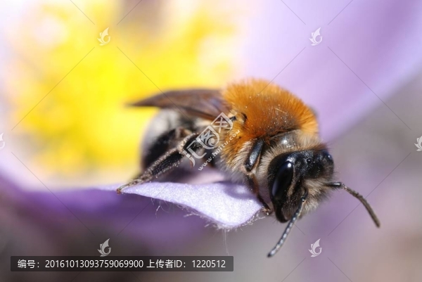 春花蜂宏